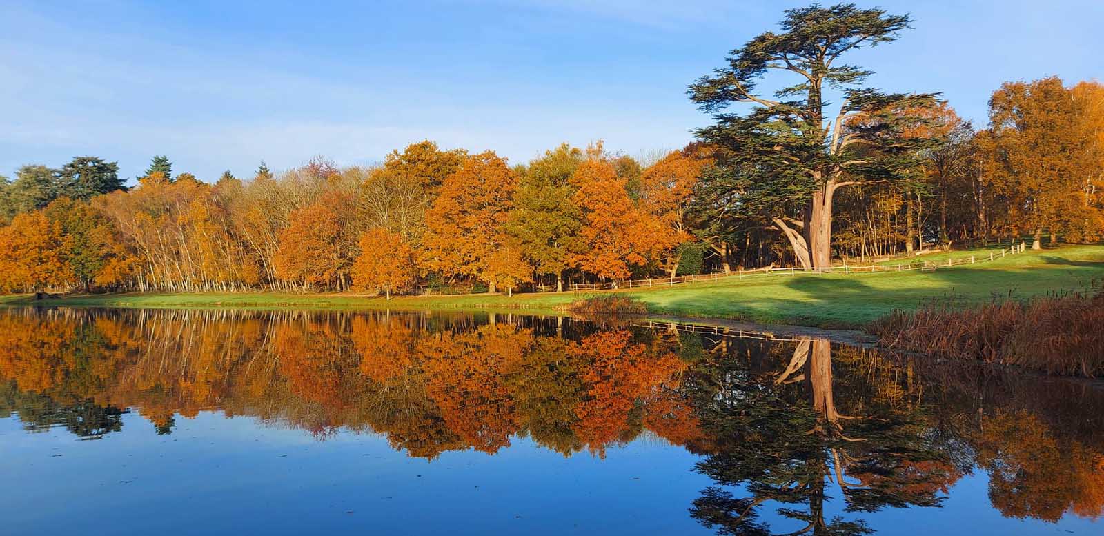 The Queen's Green Canopy - The Great Cedar