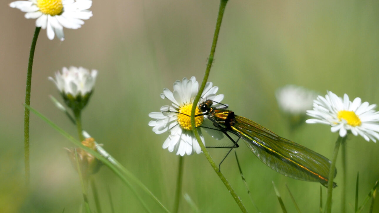 Dragonfly in Summer