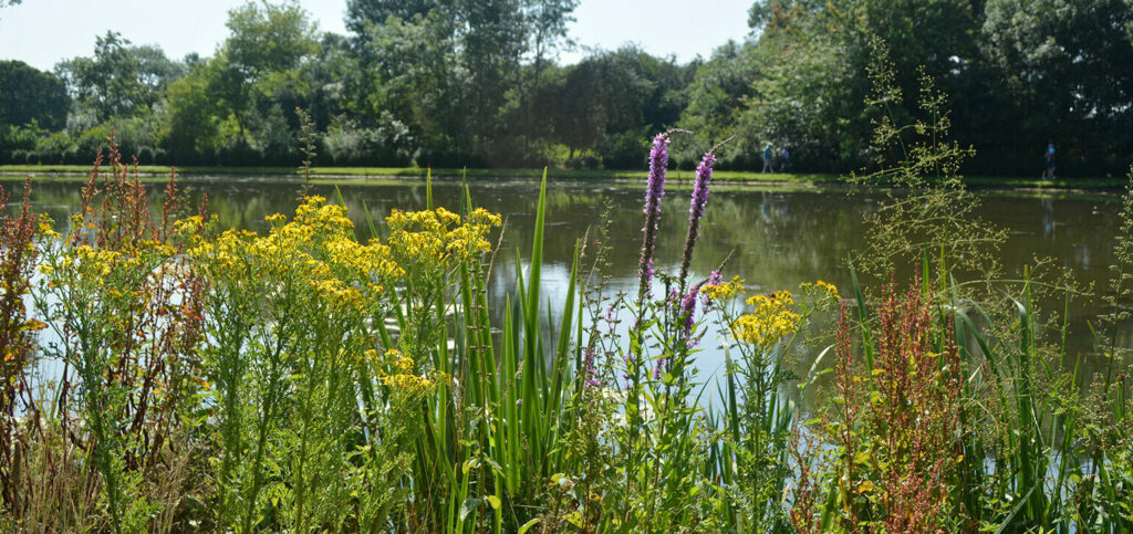 Flowers by lake in Summer