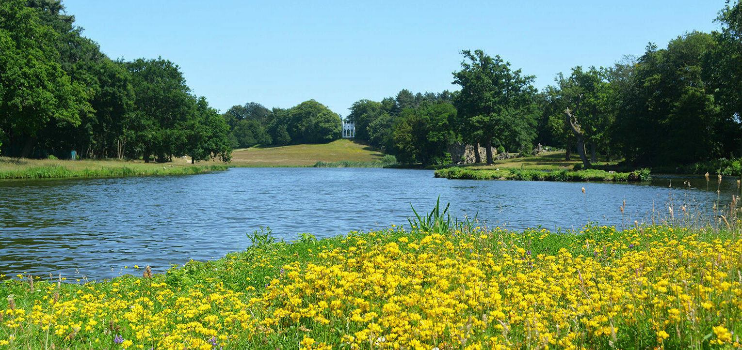 Yellow flowers in summer