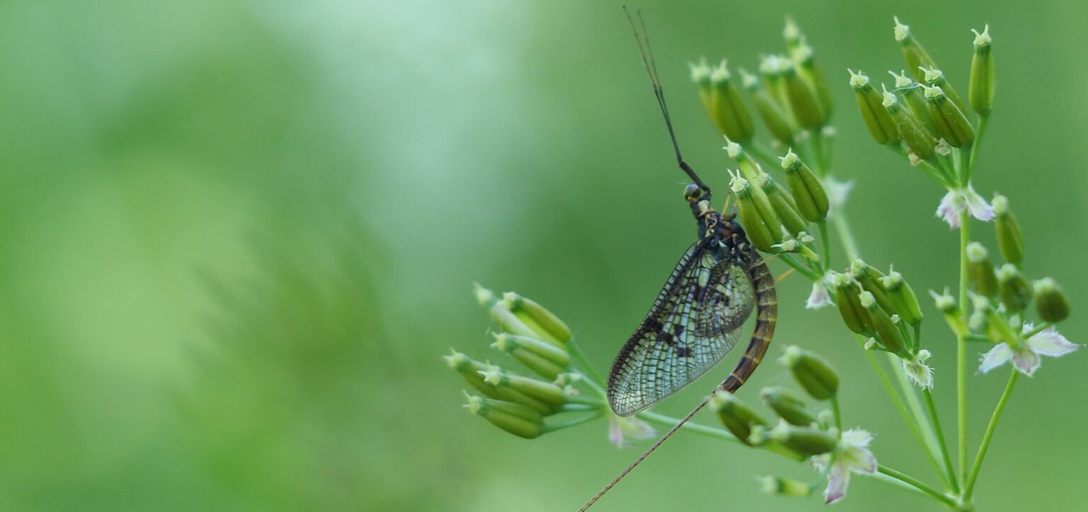 insect in summer