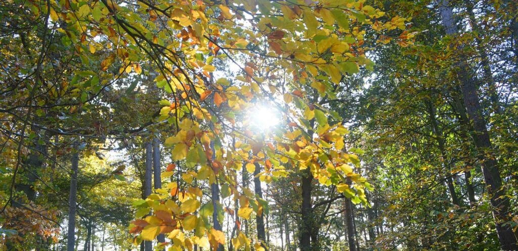 forest bathing at painshill