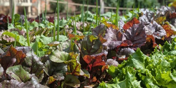 The Kitchen Garden at Painshill
