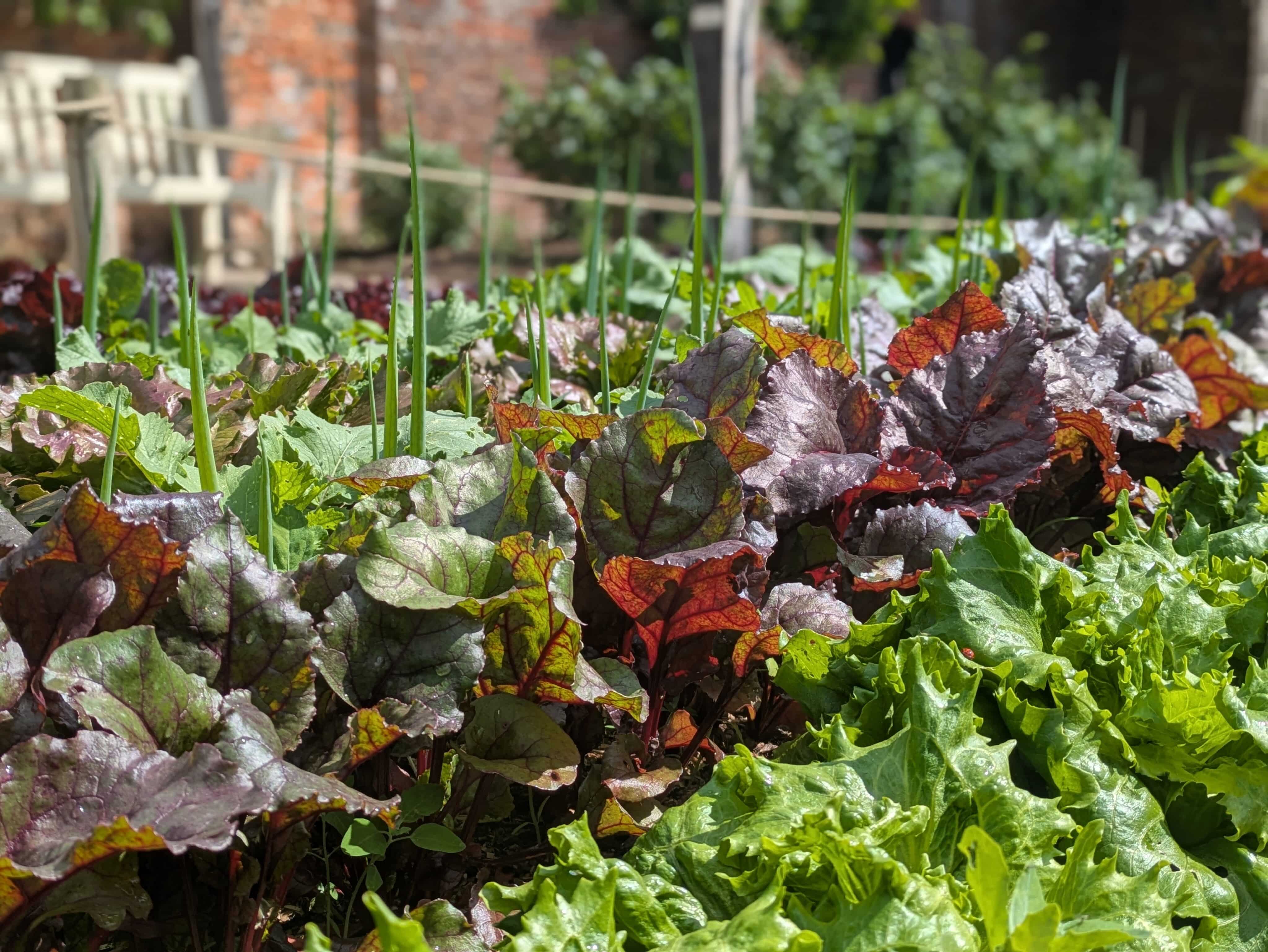 The Kitchen Garden at Painshill